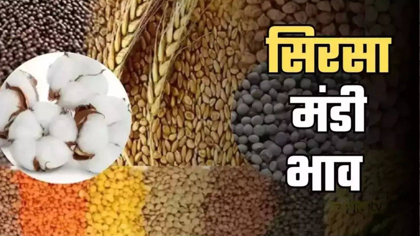 Sirsa Mandi Bhav : हरियाणा की सिरसा मंडी में इस रेट पर बिकी फसलें, देखें आज का ताजा रेट