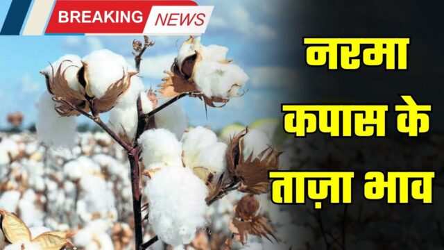 Aaj Ka Narma Bhaav : नरमा और कपास की फसल आज सभी मंडियों में इस रेट पर बिकी, देखें ताजा भाव