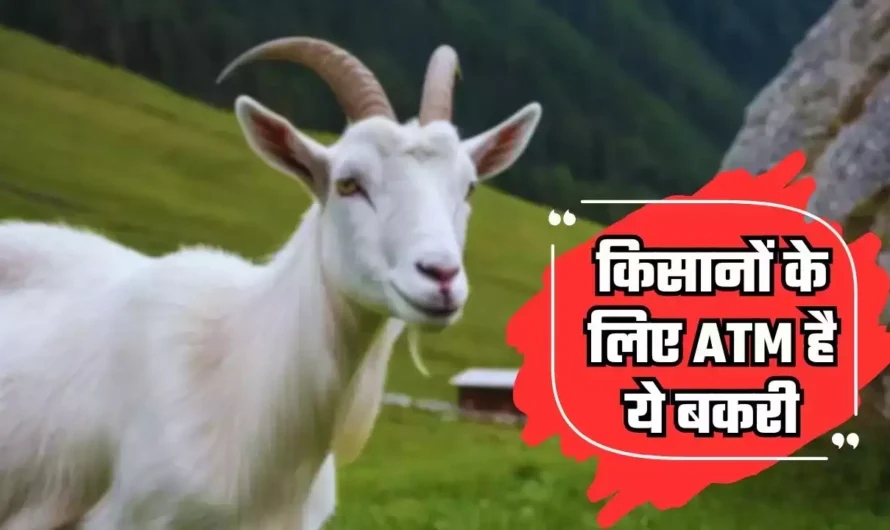 Saanen Goat: किसानों के लिए ATM है ये बकरी, भैंस के बराबर देती दूध, पालन से होगी बंपर कमाई