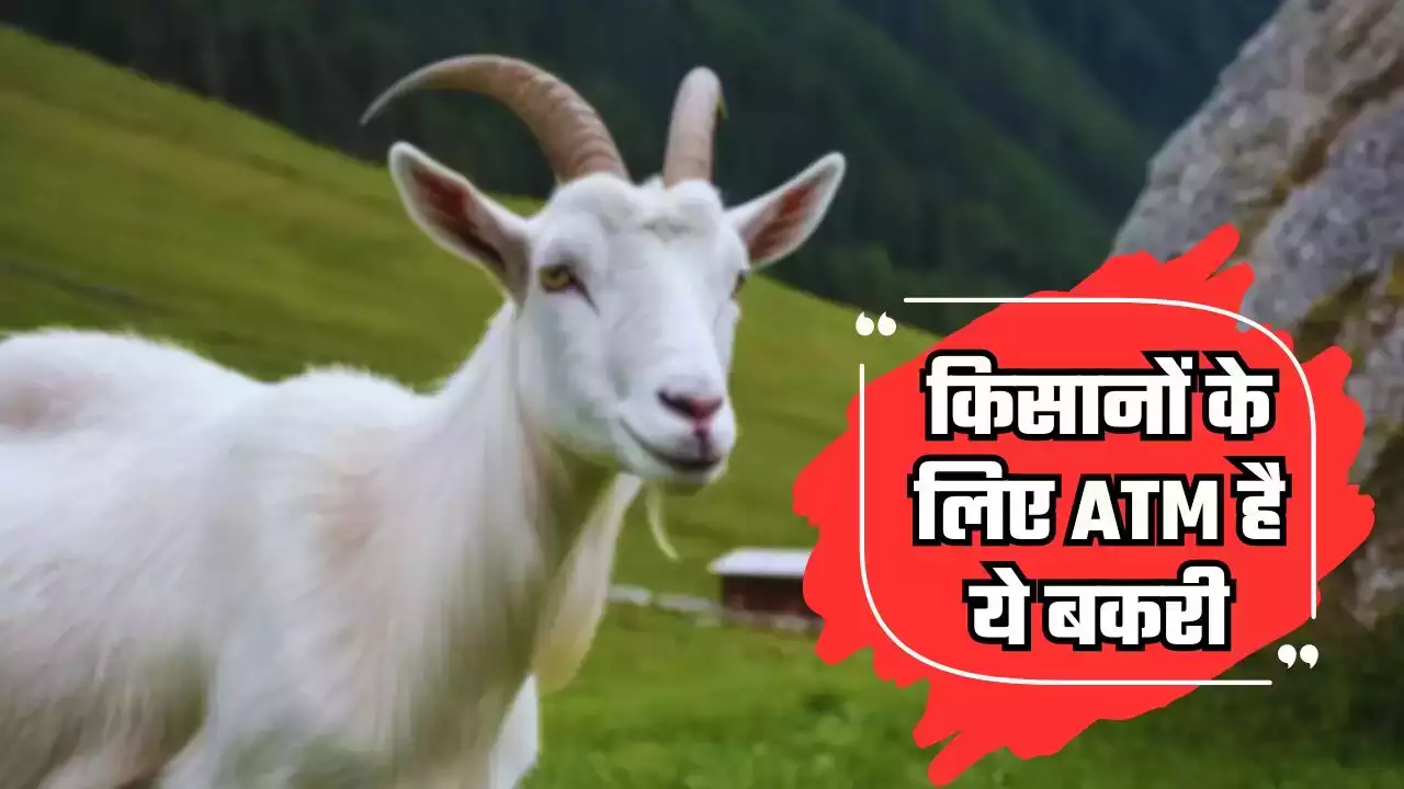 Saanen Goat: किसानों के लिए ATM है ये बकरी, भैंस के बराबर देती दूध, पालन से होगी बंपर कमाई