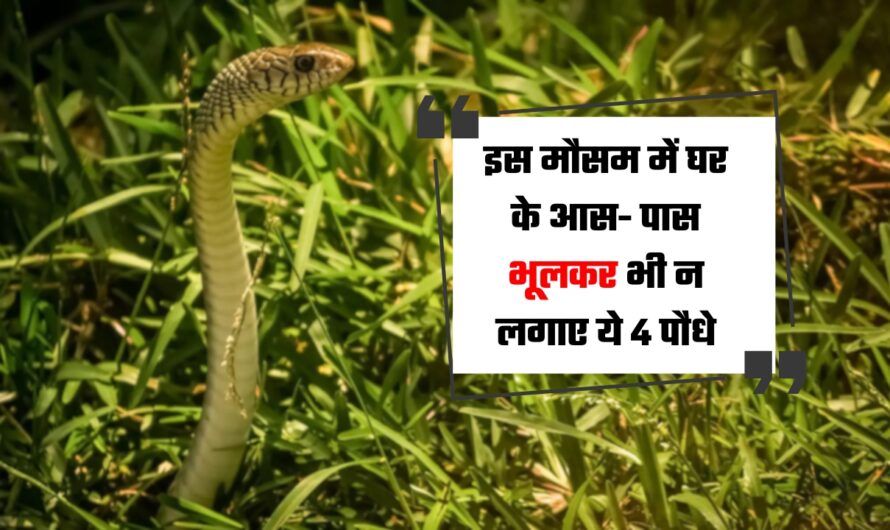 Plants: इस मौसम में घर के आस- पास भूलकर भी न लगाए ये 4 पौधे, वरना खींचे चले आएंगे जहरीले सांप