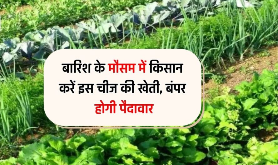 बारिश के मौसम में किसान करें इस चीज की खेती, बंपर होगी पैदावार, 1 महीने में बन जाएंगे मालामाल