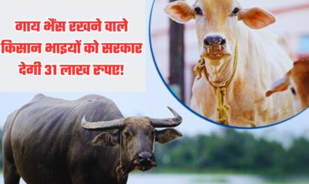 गाय भैंस रखने वाले किसान भाइयों को सरकार देगी 31 लाख रुपए!