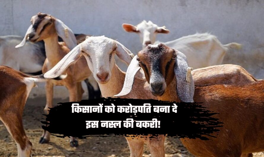 Goat Farming: किसानों को करोड़पति बना दे इस नस्ल की बकरी! जाने बकरी की कीमत और खास बात