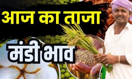 Aaj Ka Mandi Bhav : हरियाणा राजस्थान समेत विभिन राज्यों की मंडियों के भाव हुए जारी, देखें सभी फसलों के दाम