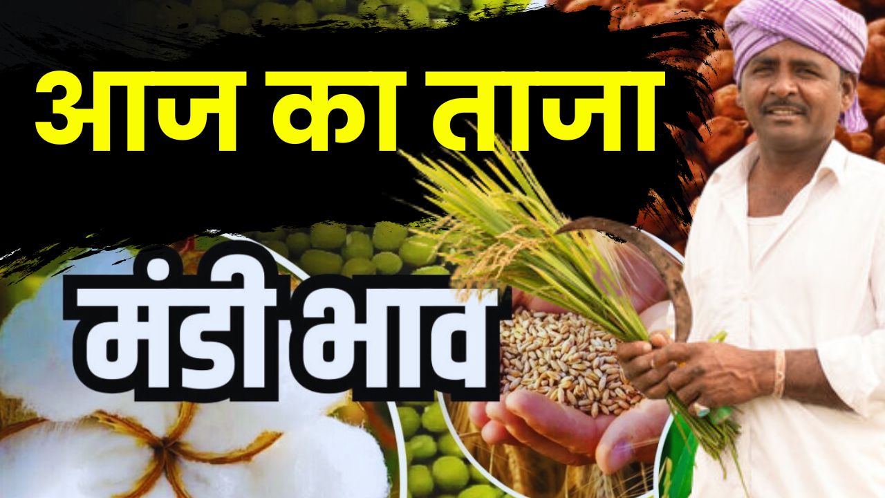 Aaj Ka Mandi Bhav : हरियाणा राजस्थान समेत विभिन राज्यों की मंडियों के भाव हुए जारी, देखें सभी फसलों के दाम