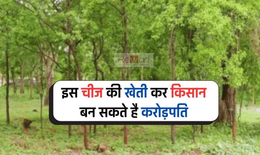 Farming Ideas: इस चीज की खेती कर किसान बन सकते है करोड़पति, आइए जाने?