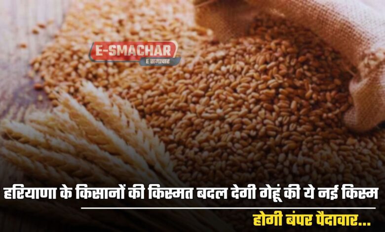 New Wheat Variety : हरियाणा के किसानों की किस्मत बदल देगी गेहूं की ये नई किस्म, होगी बंपर पैदावार