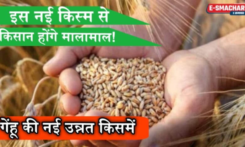 New Wheat Variety: एकड़ में 15 नहीं, 35 कुंटल गेहूं की होगी पैदावार… ये किस्म आपको करेगी मालामाल