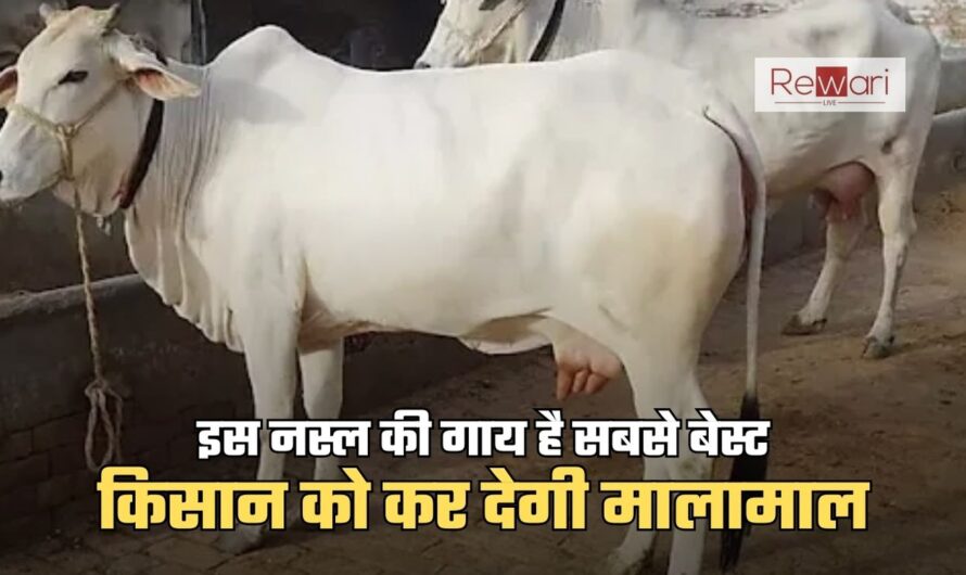 Cow Business: इस नस्ल की गाय है सबसे बेस्ट, किसान को कर देगी मालामाल