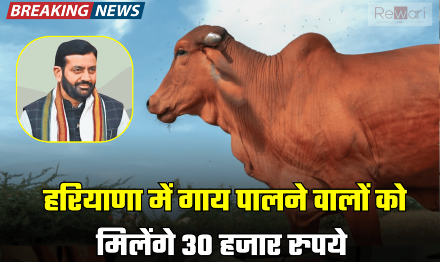 Haryana News: सैनी सरकार ने किया बड़ा ऐलान, हरियाणा में गाय पालने वालों को मिलेंगे 30 हजार रुपये