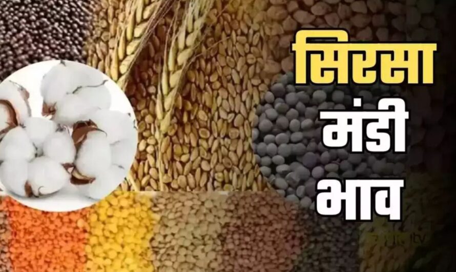 Sirsa Mandi Bhav : हरियाणा की सिरसा मंडी में इस रेट पर बिकी फसलें, देखें आज का ताजा रेट